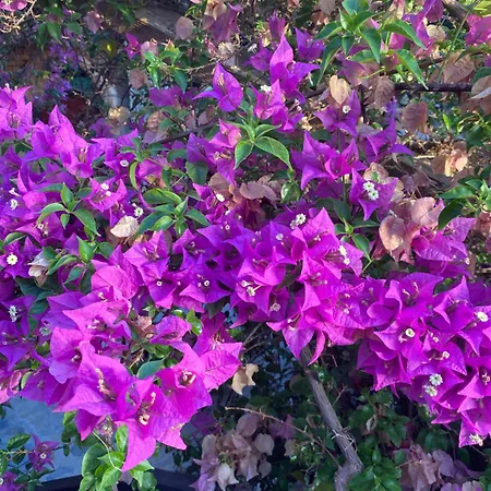 Guest house Medusa House Butik Didim