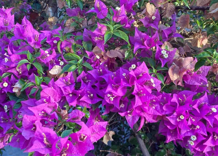 Гостевой дом Medusa House Butik Дидим