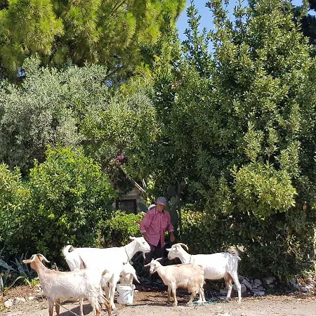 Medusa House Butik 3* Ντιντίμ