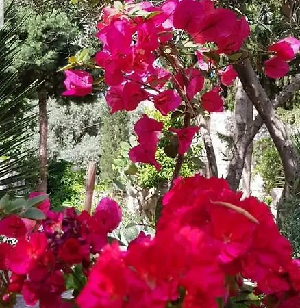 Medusa House Butik 3* Didim