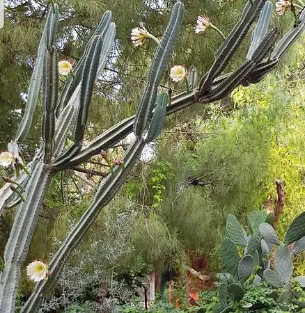 Medusa House Butik Didim