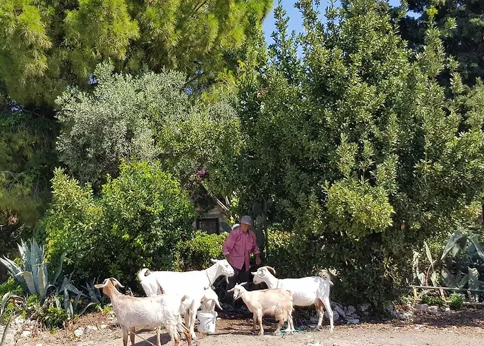 Medusa House Butik 3* Didim