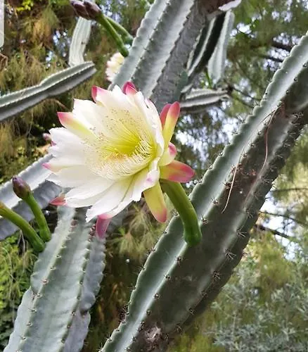 Pensionat Medusa House Butik 3*