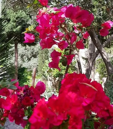 Medusa House Butik 3* Didim