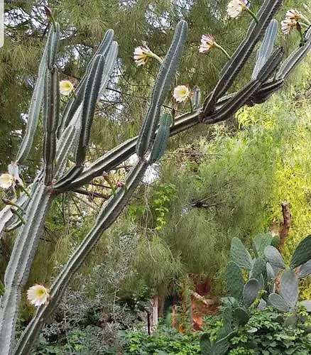 Medusa House Butik Didim